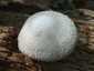 Óriás bocskorosgomba (Volvariella bombycina), Budai-hegység